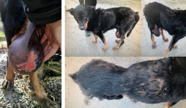 Maltraitance animale : une chienne gravement négligée sauvée in extremis, la justice demande sa restitution au propriétaire - L'association Stéphane Lamart s'insurge 