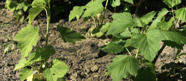 JARDIN - Malgré l'été, c'est le moment de penser au marcottage de vos arbustes 