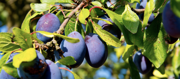 En fin d'été, il est temps de récolter et de conserver les prunes