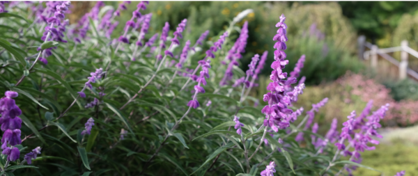 Pensez à rabattre vos sauges arbustives si vous souhaitez des fleurs à l'automne 