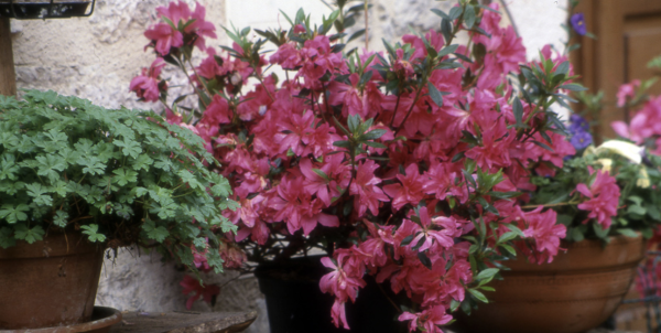 Très prisé sur les foires aux plantes, le bougainvillier doit être hiverné dans notre secteur 