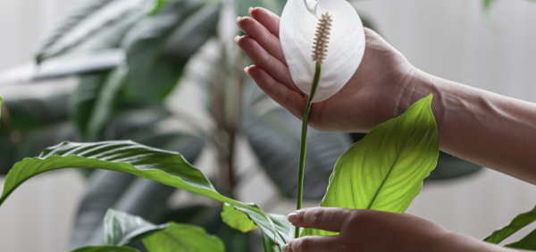 Les plantes peuvent-elles dépolluer nos intérieurs ?