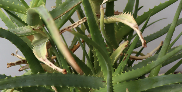 Les feuilles de mon Aloe Vera sont toutes molles : est-ce grave ? Que faire ?