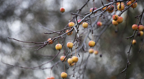 Votre jardin n'est pas à négliger en novembre ! 