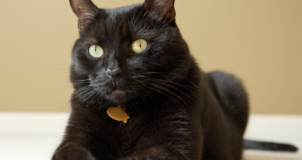 Savez-vous d'où vient la peur des chats noirs ? Info-chalon.com vous dit tout 