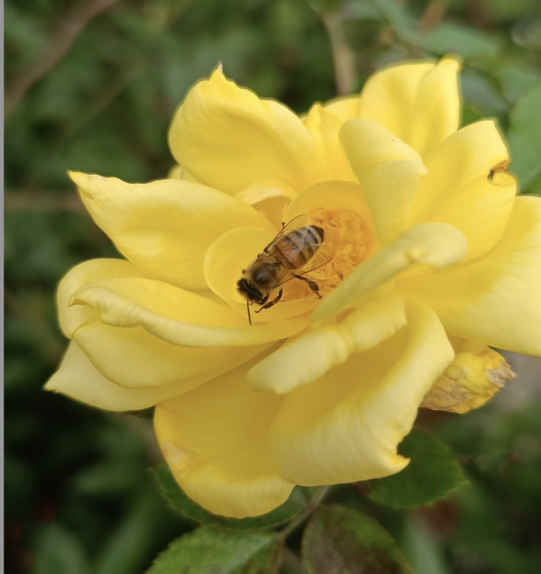 ROSIERS - Ne commettez pas l'irréparable en automne ! 