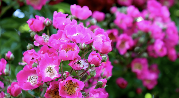 9 soins des rosiers en automne pour de superbes floraisons au printemps !