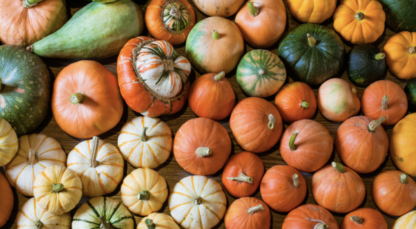 Patidou, sucrine du Berry, bleue de Hongrie... ces courges qu'on connaît mal