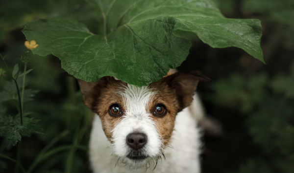Perdre son chien ou son chat est la hantise de nombreux maîtres. Néanmoins, si cela vous arrive, pas de panique ! 