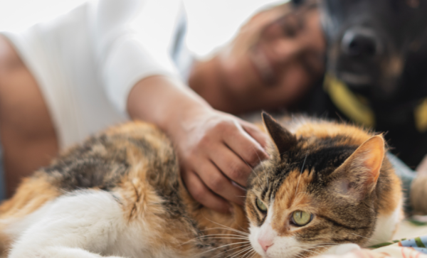 ANIMAUX DE COMPAGNIE - La puce électronique obligatoire dans l'UE ... même si en France l'identification est en vigueur depuis 2012.
