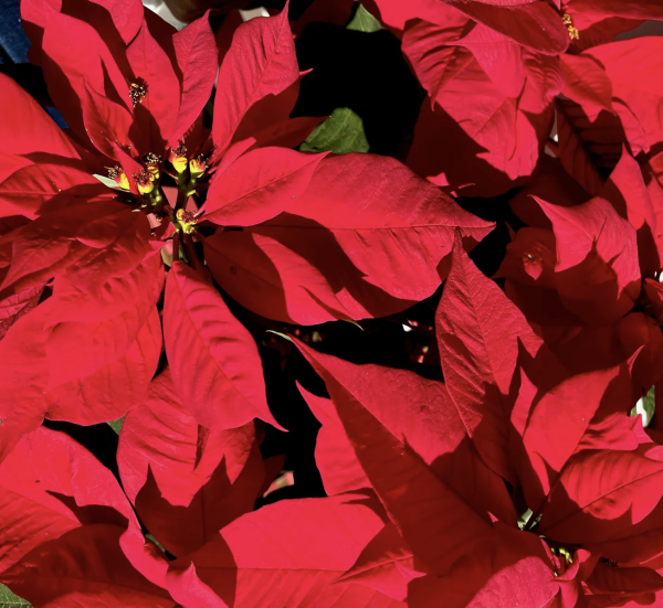 On adore l'Etoile de Noël ou Poinsettia ... mais trop souvent leur espérance de vie est réduite. 
