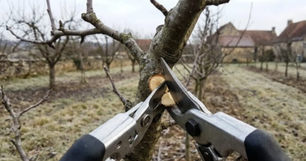 Tailler vos arbres fruitiers en janvier : ce geste qui booste les pommiers mais condamne d’autres espèces