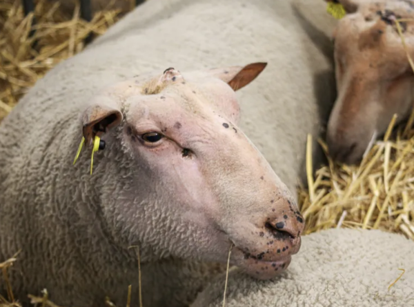 SALON DE L'AGRICULTURE - Ni vache ni mouton Charolais à l'édition 2026