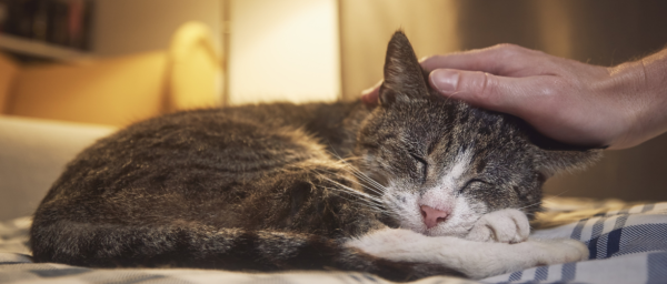 Même nos animaux de compagnie deviennent des seniors 