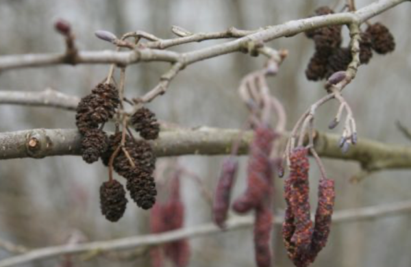 ALLERGIES - Le pollen d'aulne entre en scène 