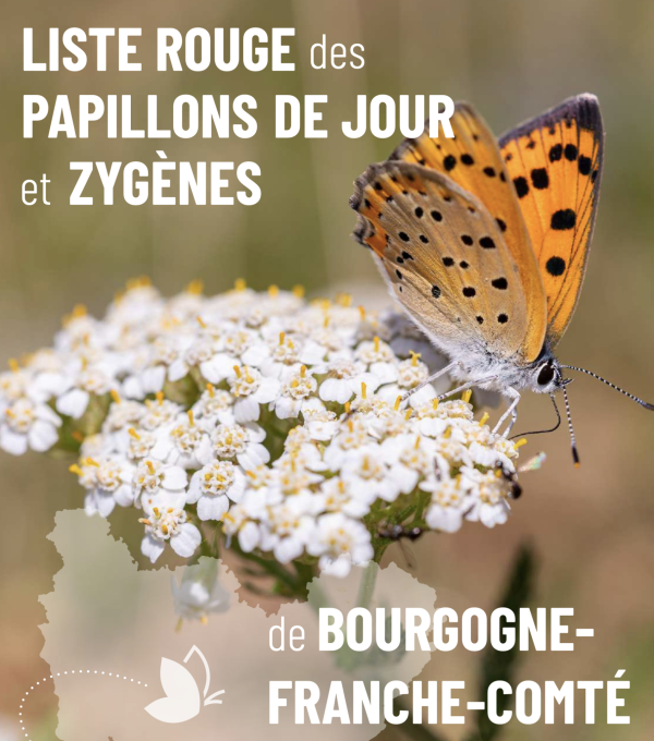 Près d'un tiers des papillons menacés de disparition en Bourgogne-Franche-Comté