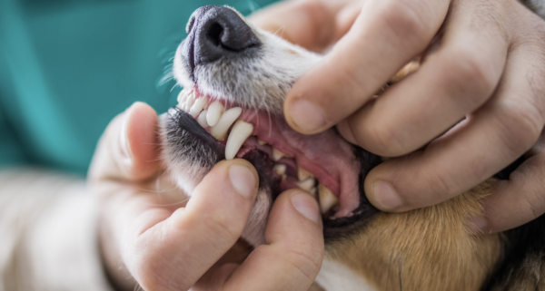  « Toothscan » - Une IA pour améliorer la santé bucco-dentaire de vos animaux 