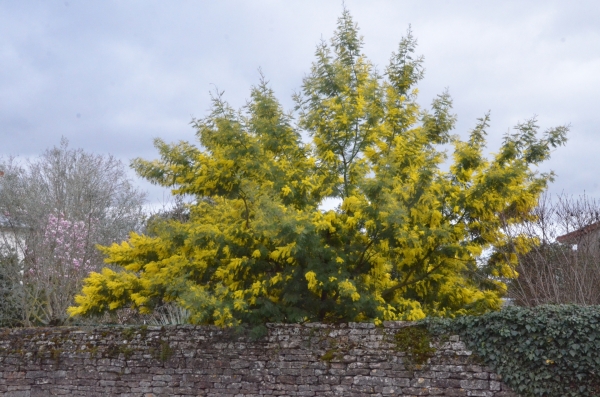 A Givry, une petite beauté qui illumine... 