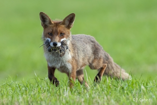 L'Association Ornithologique et Mammalogie de Saône et Loire demande au Préfet de ne pas classer le renard parmi les nuisibles 
