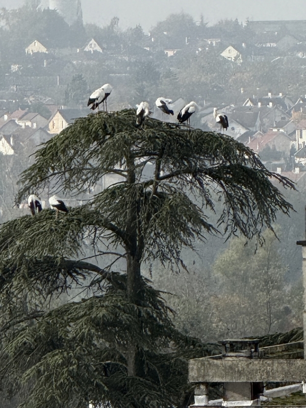 Le joli clin d'oeil depuis la rue de Bourgogne à Chalon 