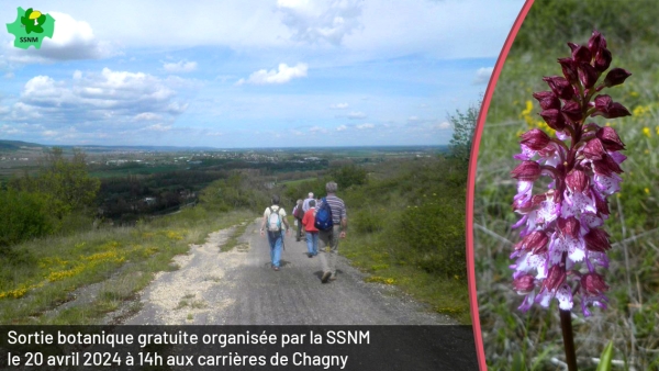 La Société de Sciences Naturelles et Mycologiques de Chalon-sur-Saône organise gratuitement une sortie botanique aux carrières de Chagny-Remigny.