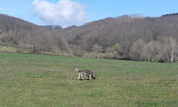 Concours canin organisé ce week-end à Givry 