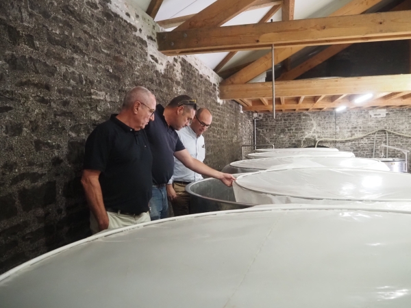 VENDANGES - La récolte record de 2023 est déjà bien loin à Mercurey 