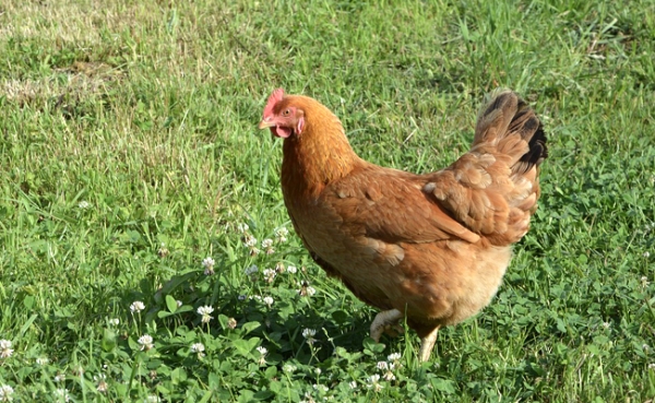 Grippe aviaire : le niveau de risque abaissé "d'élevé" à "modéré" en France