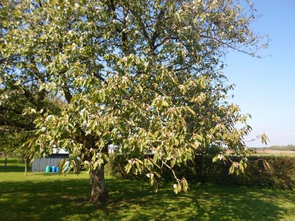 Comme un air de printemps à Saint-Maurice en Rivière avec des cerisiers en fleurs 