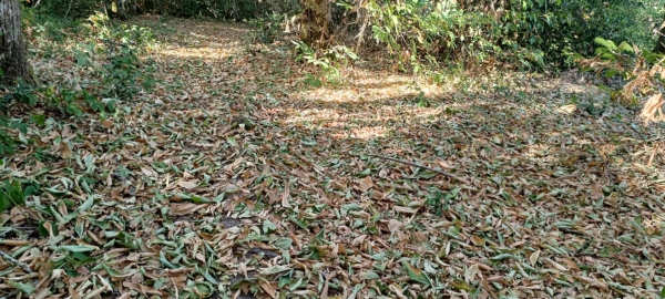 Le faux-automne frappe le coeur des forêts de la région de Chalon sur Saône 