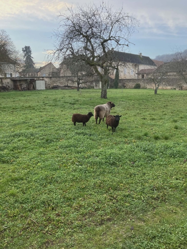 Moutons cherchent propriétaire à Saint-Martin sous Montaigu 