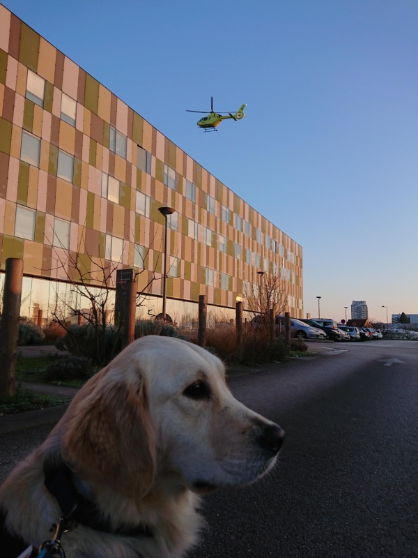 Le centre hospitalier William Morey accueille Upla, chienne d'assistance judiciaire