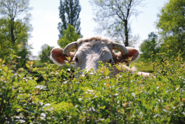 Journées du Patrimoine 2025 - Rendez-vous à la Maison du Charolais les 20 et 21 septembre 2025