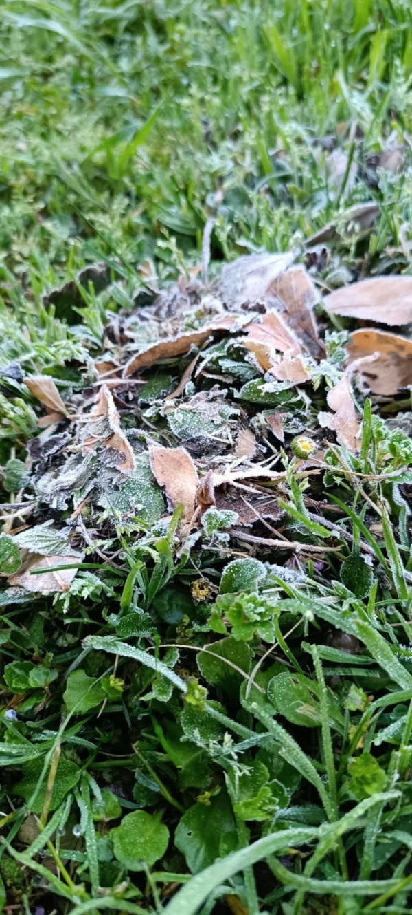 Il a gelé dans la nuit de samedi à dimanche sur le Chalonnais 