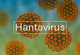 Hantavirus : le gouvernement organise une conférence de presse avec des épidémiologistes, ce mardi à 16h45