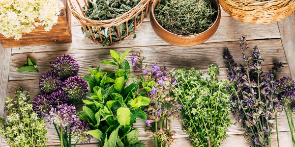 7 plantes médicinales à cultiver au jardin !