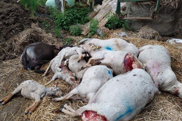 35 ovins tués en Côte-d'Or, 28 dans l'Yonne... le loup fait à nouveau des ravages en Bourgogne