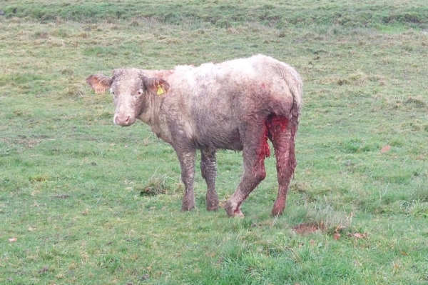 Le loup a encore frappé en Saône et Loire.. après une génisse de 350kilos