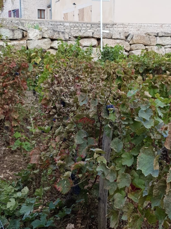 Le coup de gueule d'une viticultrice de la Côte Chalonnaise 