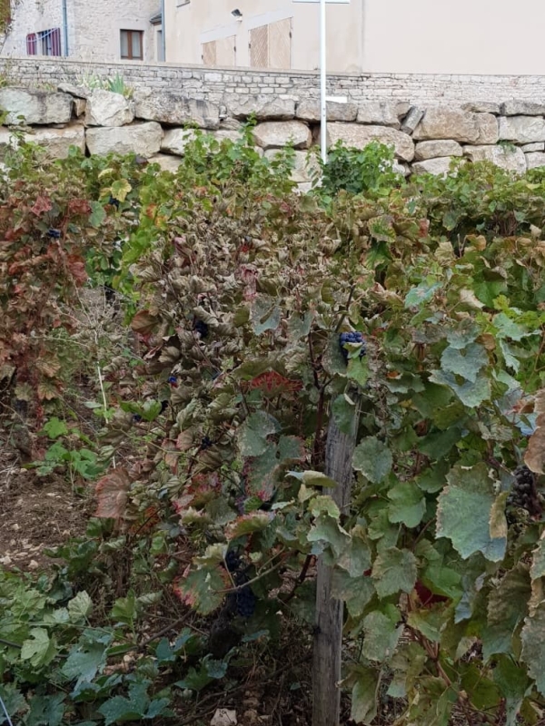 Le coup de gueule d'une viticultrice de la Côte Chalonnaise