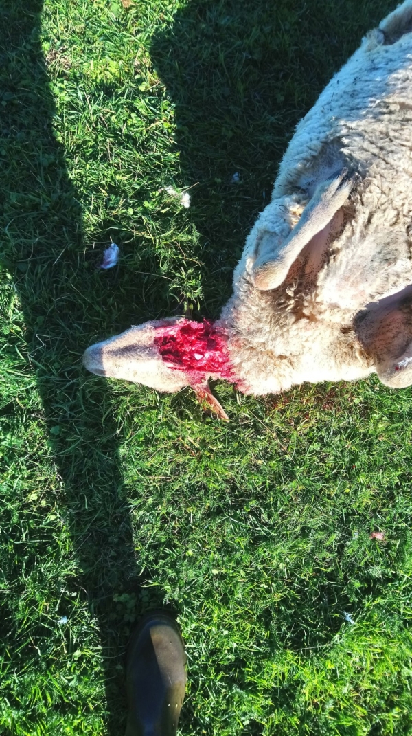 Une 3e attaque de loup dans une exploitation ovine du sud-ouest de la Saône et Loire 