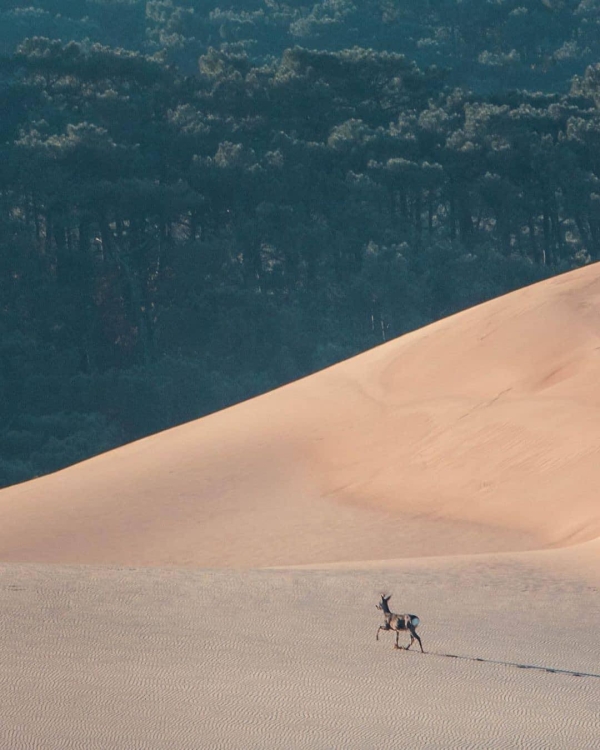 Magique Dune du Pilat confinée...