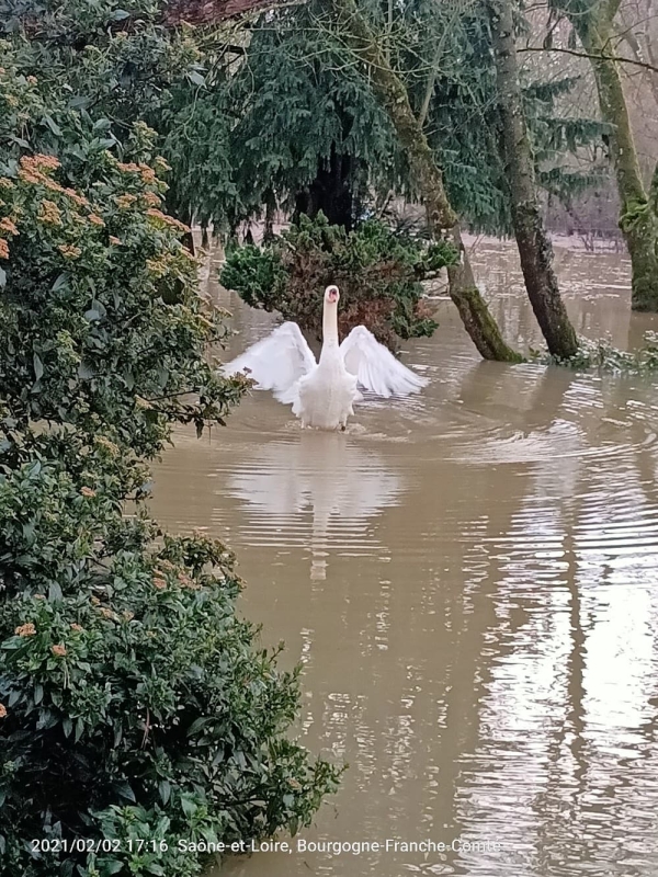 Quai Bellevue... la nature vient frapper à la porte 