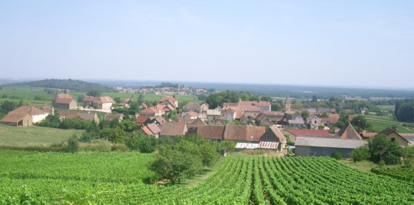 A Saint-Vallerin, un appel à participer à un projet de jardin de sous-bois 