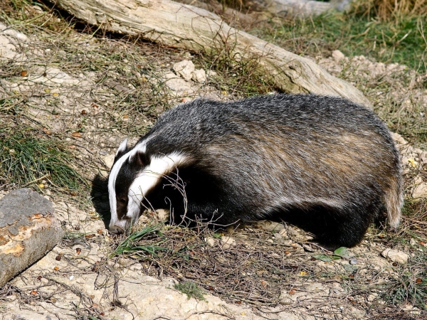 L’Entente naturaliste de Bourgogne demande au Préfet d'abroger l'autorisation de déterrer les blaireaux