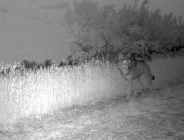 «Un SNIPER abat le loup de Saône-et-Loire, acharnement sur le grand carnivore sauvage !» estime l'association dijonnaise Combactive