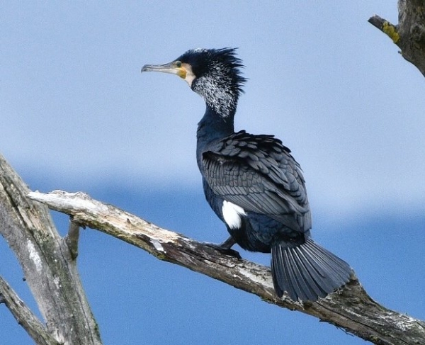 Un Grand Cormoran photographié en Saône et Loire, après avoir parcouru plus de 1060 kilomètres