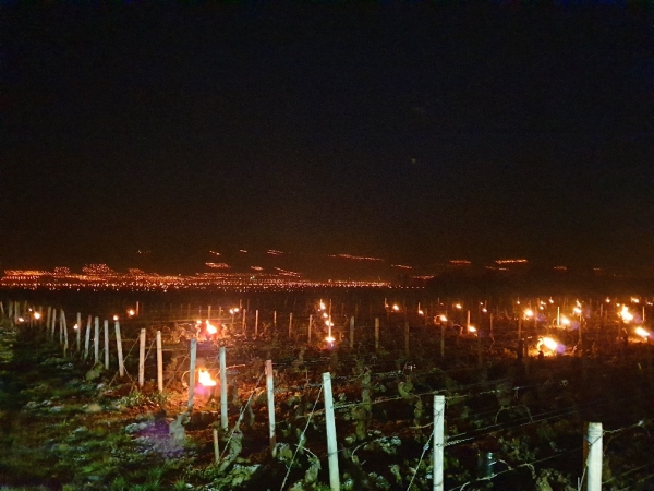 Aux portes de la Saône et Loire, à Chassagne-Montrachet, les viticulteurs ont fait nuit blanche 
