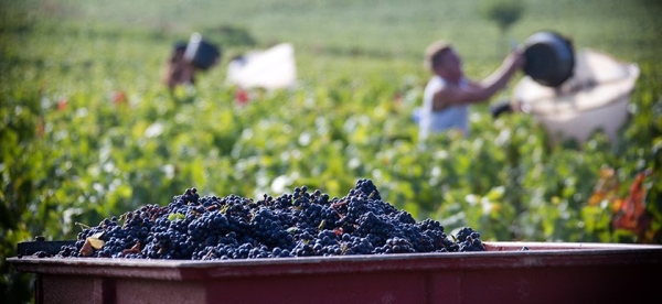 VENDANGES : Retour à des dates classiques en Bourgogne