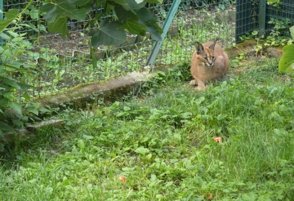 Les gendarmes de Côte d'Or découvrent un caracal détenu illégalement chez un particulier